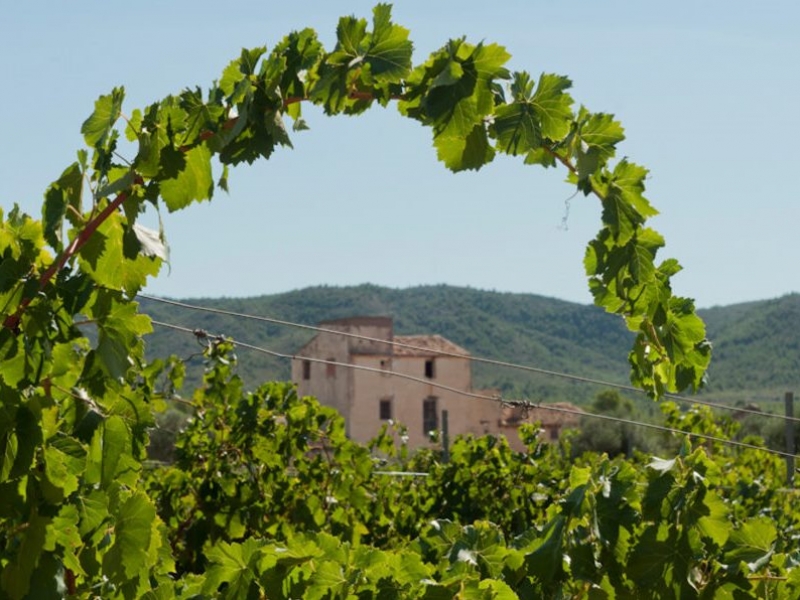 Picnic Entre Viñedos Lafarinera Vins (2)