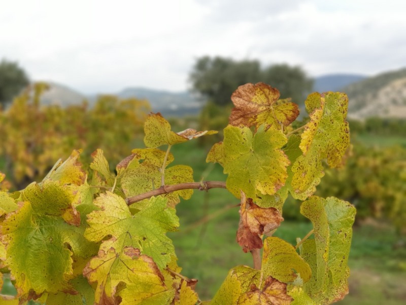 Visita con cata de 4 vinos Lagravera (1)