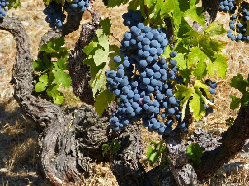 ¿Qué es la uva garnacha?